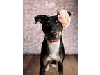 Adopt Flora a Black - with Tan, Yellow or Fawn Labrador Retriever / Terrier