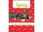Adopt Spicy a Gray, Blue or Silver Tabby Domestic Shorthair / Mixed cat in