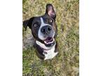 Adopt Charlie a American Pit Bull Terrier / Mixed dog in new london