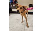 Adopt Andy a Red/Golden/Orange/Chestnut - with White Labrador Retriever / German