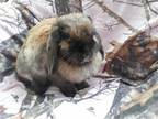 Adopt Angel a Mini Lop / Mixed (long coat) rabbit in Fairfield, PA (38366864)