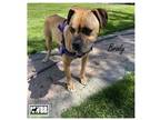 Adopt Brody 2023-1 a Boxer / Mixed dog in Woodinville, WA (38596939)