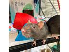 Adopt Autumn a Rat small animal in Kamloops, BC (38581718)