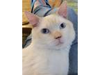 Adopt Newman a Cream or Ivory (Mostly) Siamese / Mixed (short coat) cat in