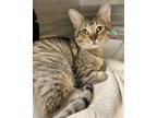 Adopt Kit-tay a Domestic Shorthair / Mixed (short coat) cat in Great Bend