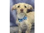 Adopt Blake a Tan/Yellow/Fawn - with White Chiweenie / Mixed dog in Lodi