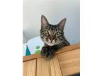 Adopt Spicy Kimchi a Brown Tabby Domestic Shorthair / Mixed (short coat) cat in