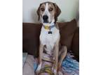 Adopt Cassio a Tan/Yellow/Fawn - with White Mixed Breed (Medium) / Mixed dog in