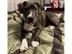 Adopt Ridley a Brindle - with White Mixed Breed (Medium) / Mixed dog in