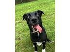 Adopt Shiitake (aka Buddy) a Black - with White Border Collie / Labrador