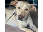 Adopt Bennie a Tan/Yellow/Fawn Labrador Retriever / Mixed dog in San Diego