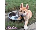 Adopt Cadia a Black - with Tan, Yellow or Fawn German Shepherd Dog / Siberian