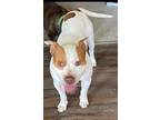 Adopt Wilson a White - with Red, Golden, Orange or Chestnut American Pit Bull