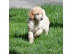 Mutt Puppy for sale in North Adams, MI, USA