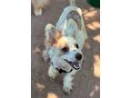 Adopt Hudson a Tan/Yellow/Fawn - with White Pomeranian / Mixed dog in Irvine