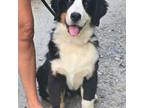 Bernese Mountain Dog Puppy for sale in Arlington, WA, USA