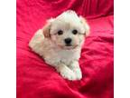Maltipoo Puppy for sale in Valencia, CA, USA