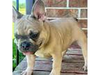 French Bulldog Puppy for sale in Columbus, KS, USA