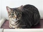 Adopt Proud Mary a Brown Tabby Domestic Shorthair / Mixed (short coat) cat in