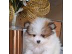 Pomeranian Puppy for sale in Newport Beach, CA, USA