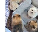 Pomeranian puppies