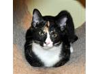 Adopt Lacey a Tortoiseshell Manx / Mixed (short coat) cat in Liberty