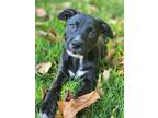 Adopt LOU LOU a Black - with White Labrador Retriever / Mixed dog in Branford