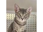 Adopt Rachel a Gray or Blue (Mostly) Domestic Shorthair / Mixed cat in Palatine
