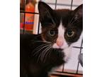 Adopt Bean (23-381) a Black & White or Tuxedo Domestic Mediumhair / Mixed cat in