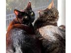 Adopt Gloria and Anderson a Brown Tabby Domestic Shorthair / Mixed (short coat)