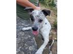 Adopt Paris - Gorgeous Pup a White - with Gray or Silver Australian Cattle Dog /