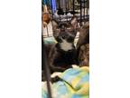 Adopt Hunter a Black & White or Tuxedo Domestic Shorthair cat in Youngsville