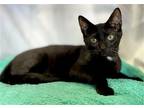 Adopt Peppers a Black (Mostly) Domestic Shorthair / Mixed (short coat) cat in