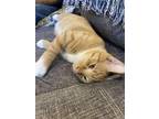 Adopt Blessing a Orange or Red Tabby Domestic Shorthair / Mixed cat in