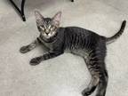 Adopt Sweet Tater a Brown or Chocolate (Mostly) Domestic Shorthair / Mixed cat