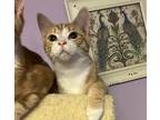 Adopt Dumpling a Orange or Red Tabby Domestic Shorthair / Mixed cat in