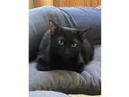 Adopt Lily KITTEN a All Black Domestic Shorthair / Mixed (short coat) cat in
