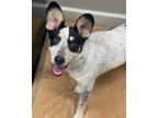 Adopt Levi a Bluetick Coonhound / Blue Heeler dog in Dickson, TN (38582411)