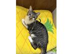 Adopt Dr. Pepper a Brown Tabby Domestic Shorthair (short coat) cat in Tucson