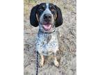 Adopt Hunter a Hound (Unknown Type) / Mixed dog in Athens, TX (38360627)