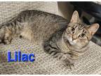 Adopt Lilac a Brown Tabby Domestic Shorthair / Mixed cat in Rochester