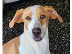 Adopt Boone a Red/Golden/Orange/Chestnut - with White Hound (Unknown Type) /