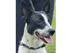 Adopt Candy a White - with Black Pointer / Pharaoh Hound / Mixed dog in