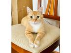 Adopt MOMMA (BONDED WITH HER KITTEN DRAGON) a Orange or Red Domestic Shorthair /