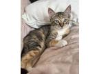 Adopt DRAGON (BONDED W/ HER MOMMA) a Domestic Shorthair / Mixed (short coat) cat