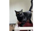 Adopt Harlow a All Black Domestic Shorthair / Mixed (short coat) cat in
