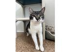 Adopt Percy a Brown Tabby Domestic Shorthair / Mixed (short coat) cat in