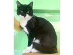 Adopt Ezra a Black & White or Tuxedo Domestic Shorthair / Mixed (short coat) cat