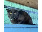 Adopt Sasha-Barn Cat a Gray or Blue (Mostly) Domestic Shorthair / Mixed (short