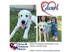 Adopt Edward a White Great Pyrenees / Mixed dog in Dallas/Fort Worth